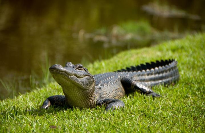 Alligator Taken by Darryl Zoeckler